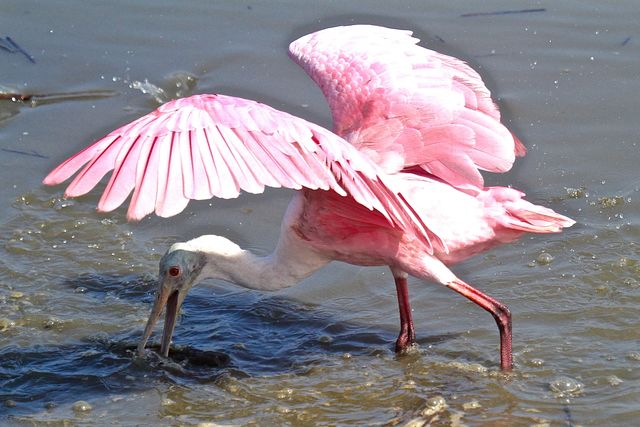Roseate Spoonbill