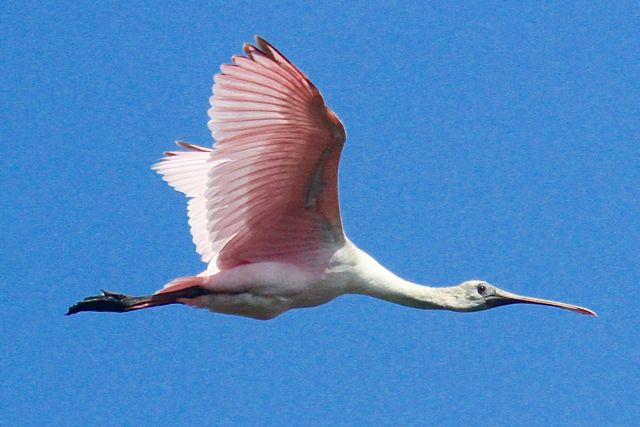 Roseate Spoonbill