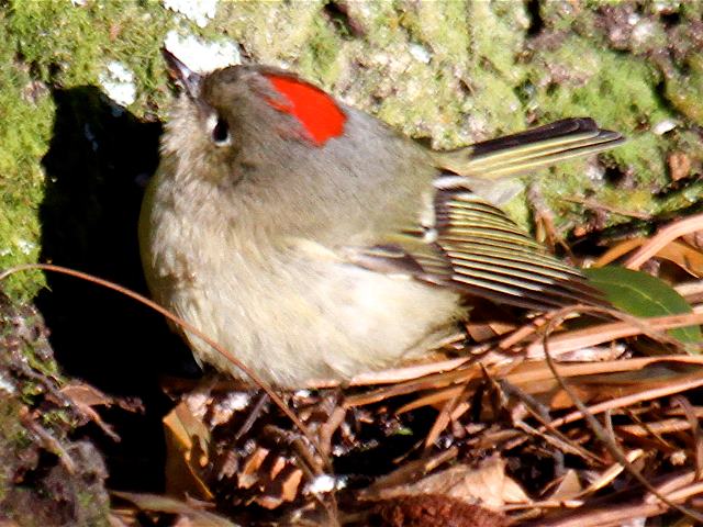 Ruby-crowned Kinglet