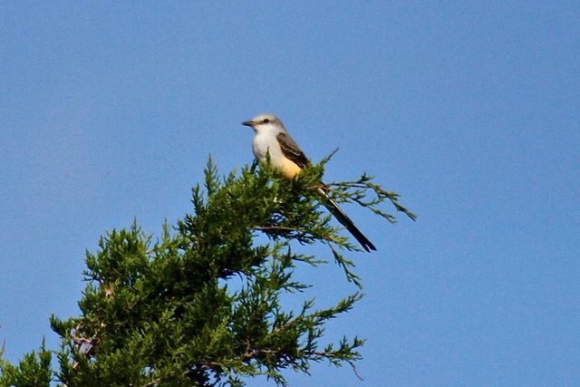 Scissor-tailed Flycatcher