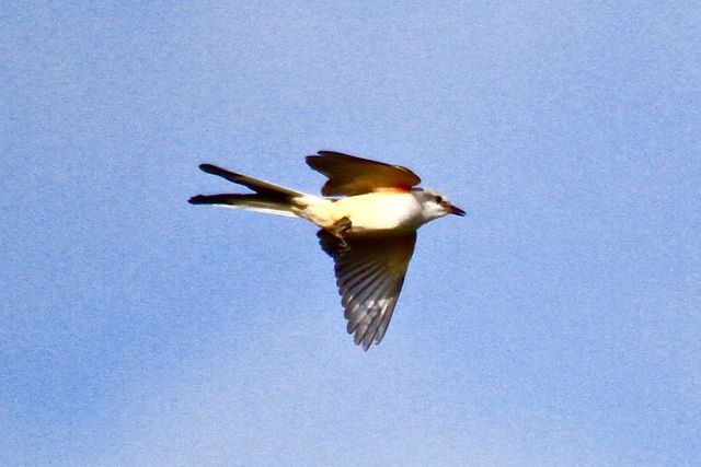 Scissor-tailed Flycatcher