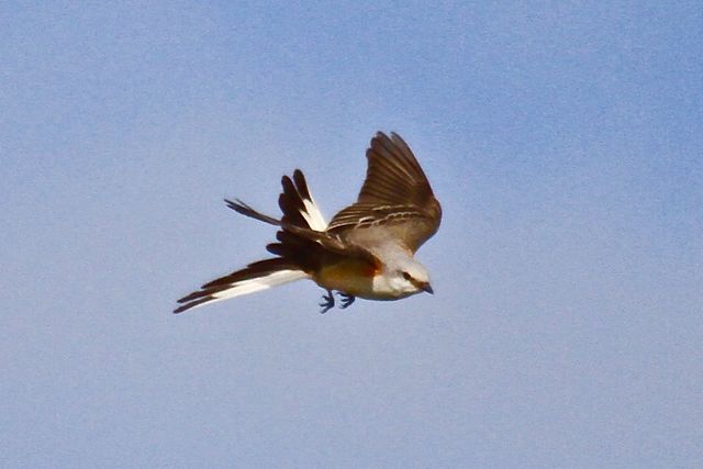 Scissor-tailed Flycatcher