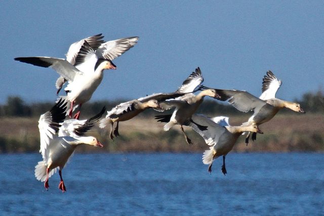 Snow Goose