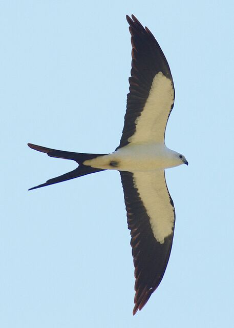Swallow-tailed Kite