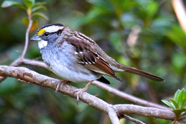 White-throated Sparrow