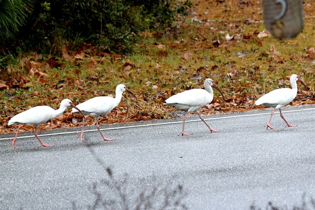 White Ibis