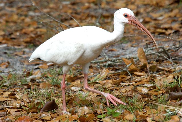 White Ibis