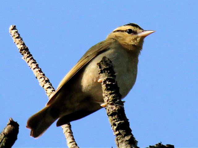 Worm-eating Warbler