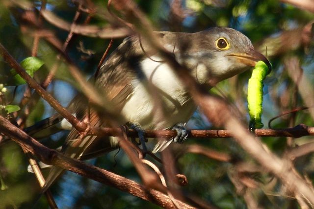 Yellow-billed Cuckoo