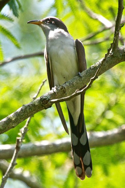 Yellow-billed Cuckoo