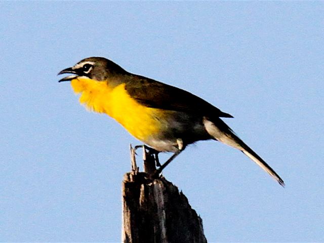 Yellow-breasted Chats