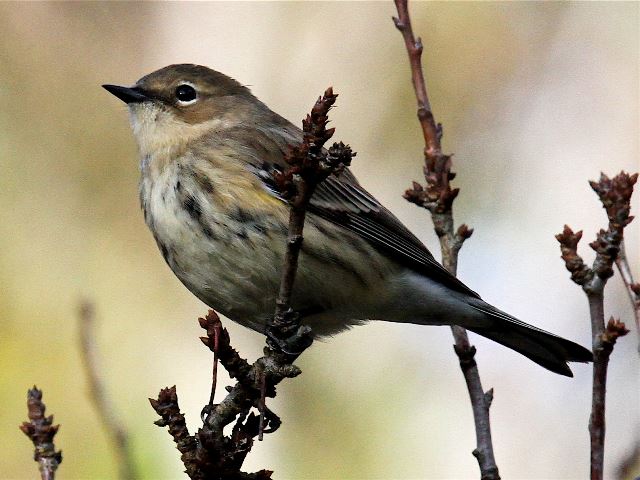 Yellow-rumped Warblers