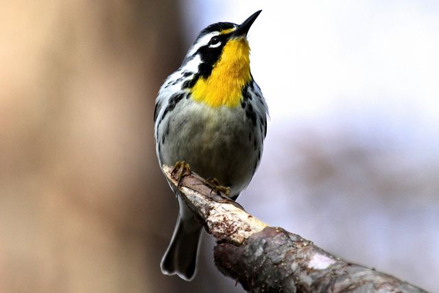 Yellow-throated Warbler