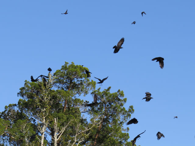 Fish Crow
