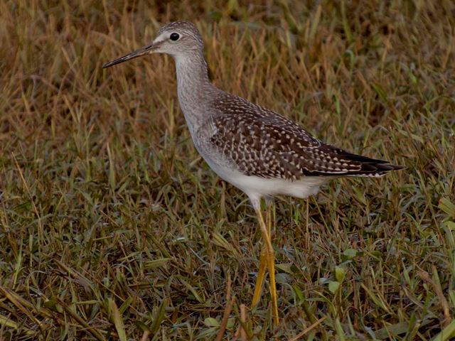 Lesser Yellowlegs