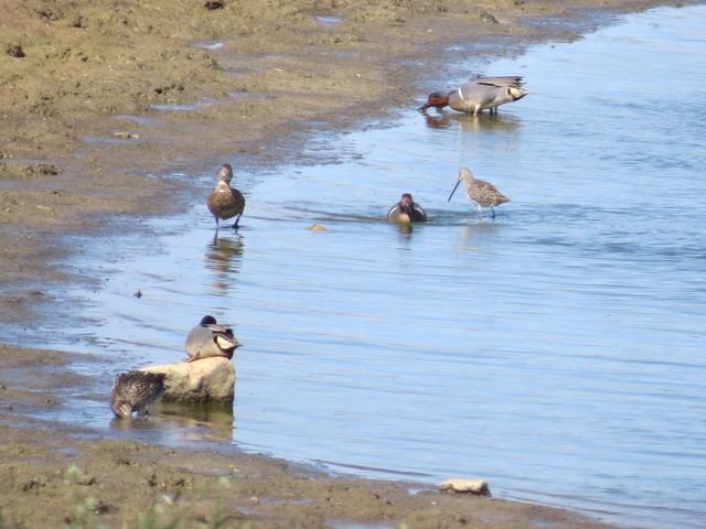 Long-billed Dowitcher