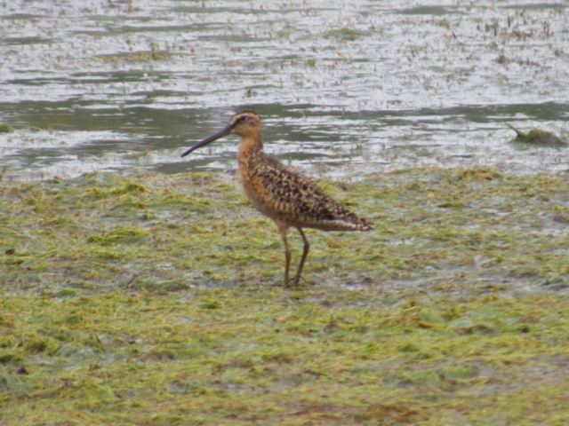 Short-billed Dowitcher and Little Blue Heron