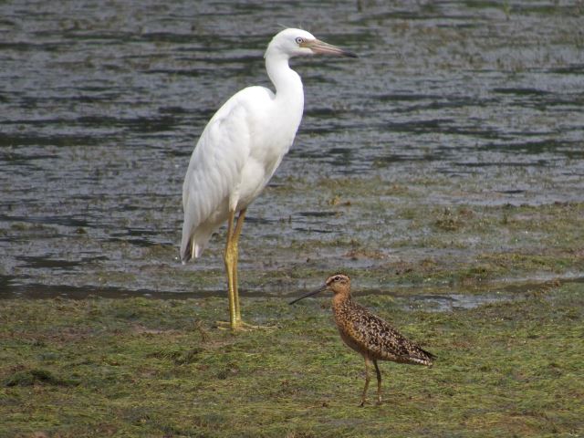 Short-billed Dowitcher and Little Blue Heron