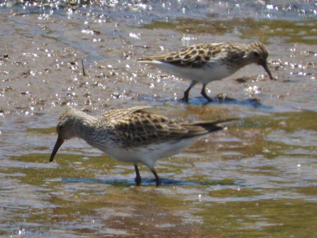 White-rumped Sandpiper