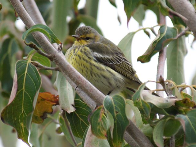 Cape May Warbler