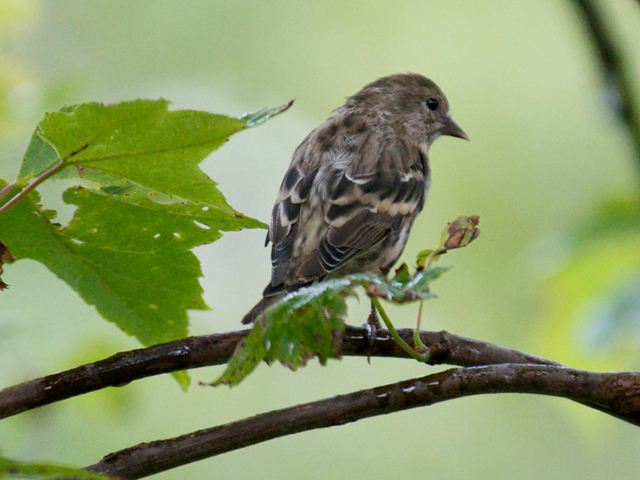 Pine Siskins