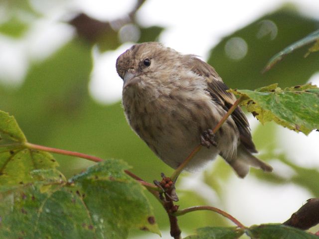 Pine Siskins