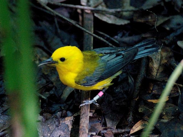 Prothonotary Warbler