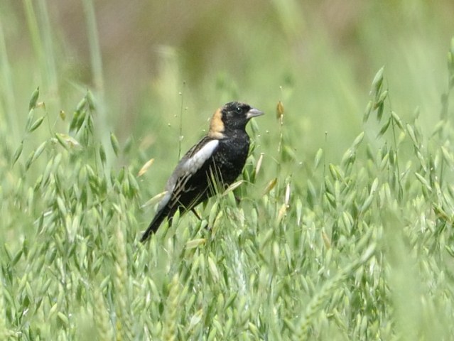Bobolinks