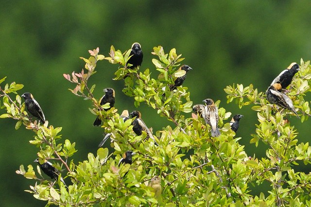 Bobolinks