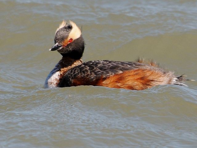 Horned Grebe