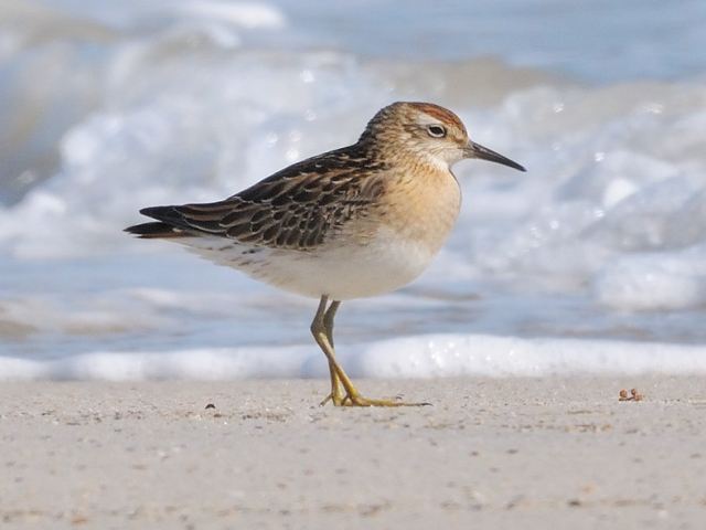 Sharp-tailed Sandpiper