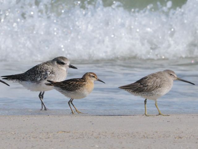 Sharp-tailed Sandpiper