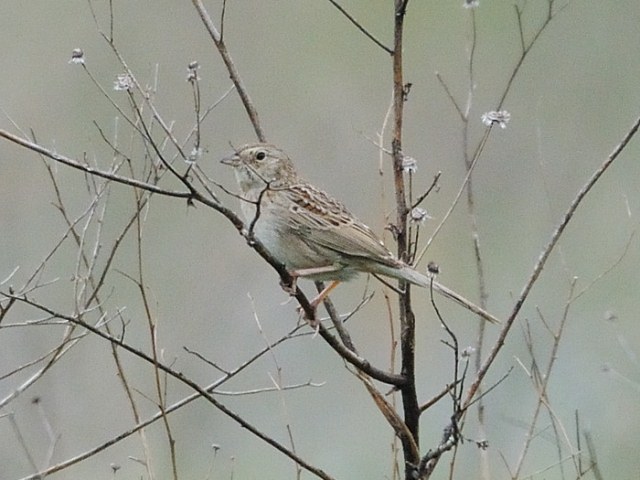 Cassin's Sparrow