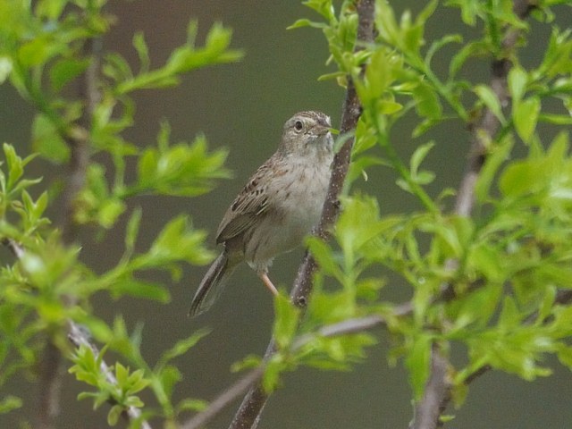 Cassin's Sparrow