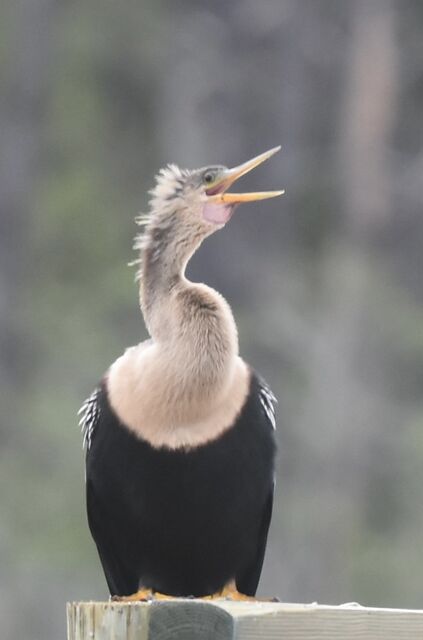Anhinga