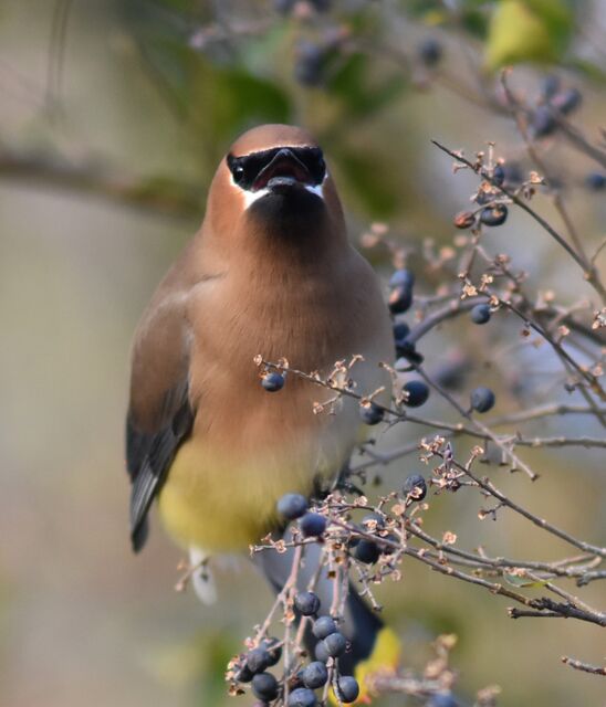 Cedar Waxwing