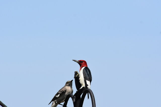 Red-headed Woodpecker