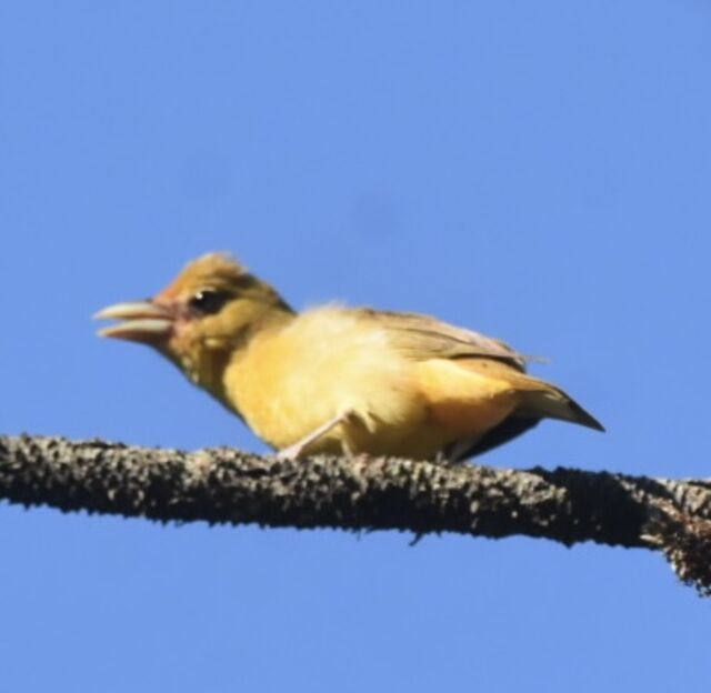 Summer Tanager