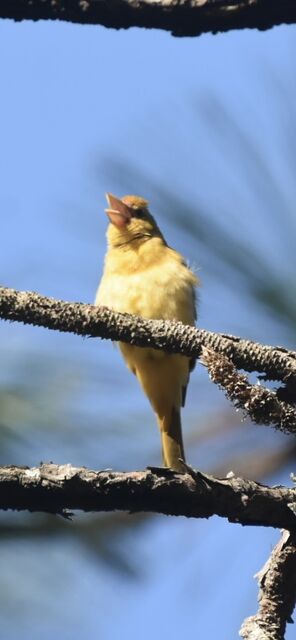 Summer Tanager
