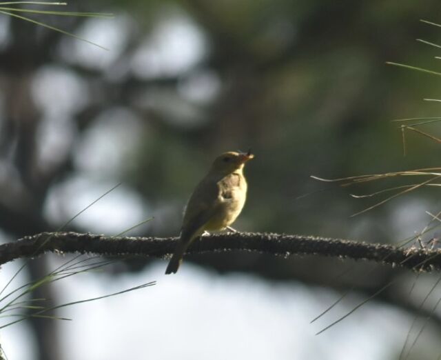 Western Tanager