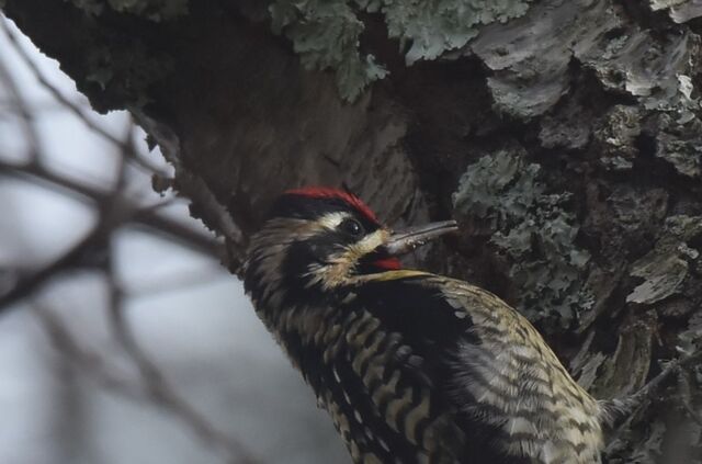 Yellow-bellied Sapsucker