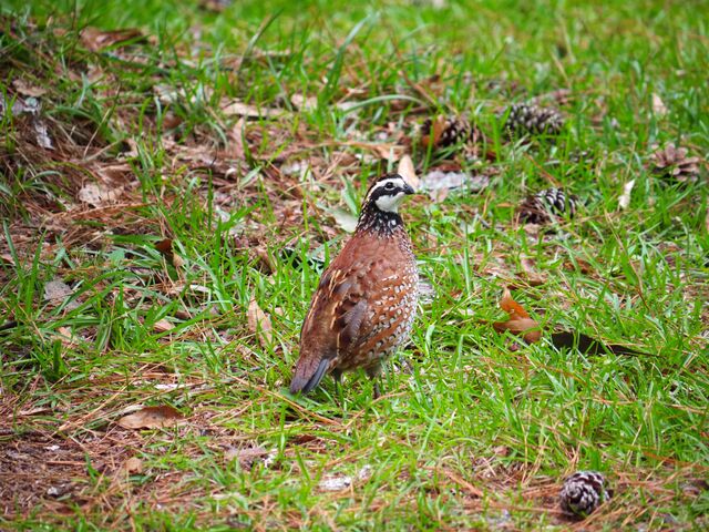 Northern Bobwhite