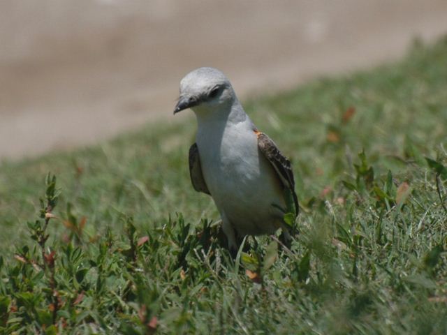 Scissor-tailed Flycatcher