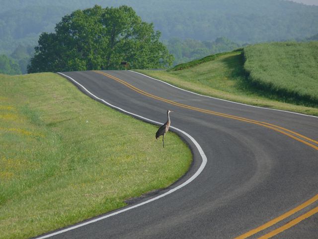 Sandhill Crane