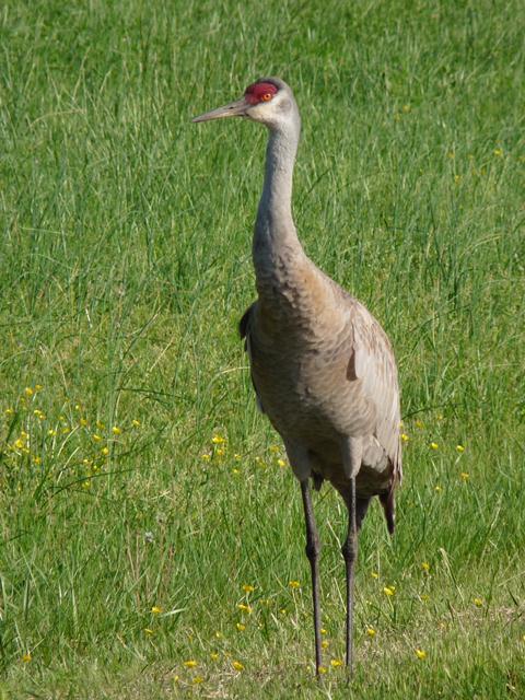 Sandhill Crane