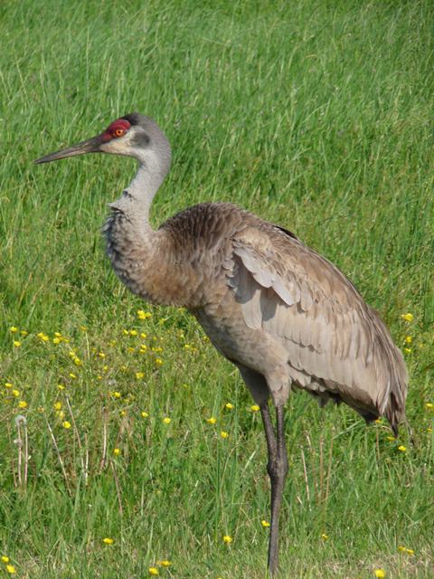 Sandhill Crane