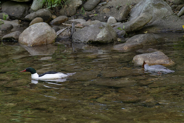 Common Merganser