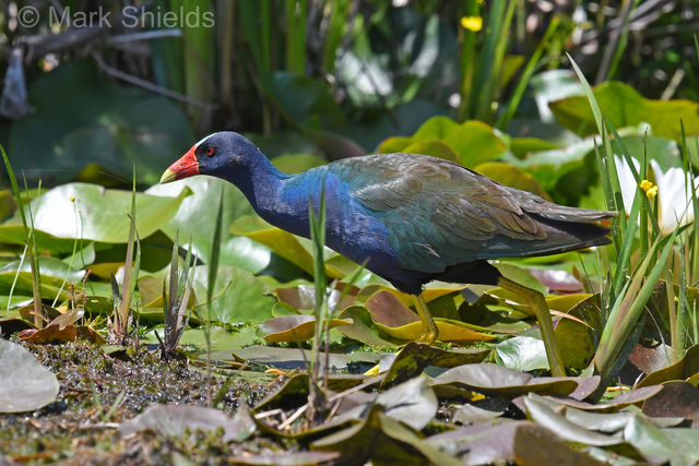 Purple Gallinule