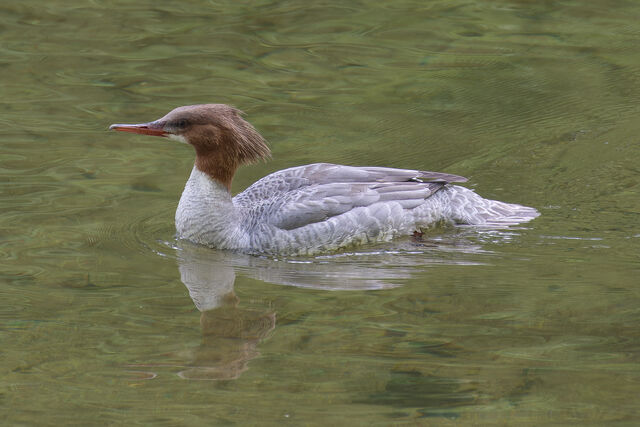 Common Merganser