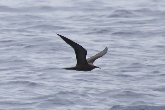 Brown Noddy